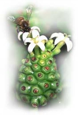 noni_plod